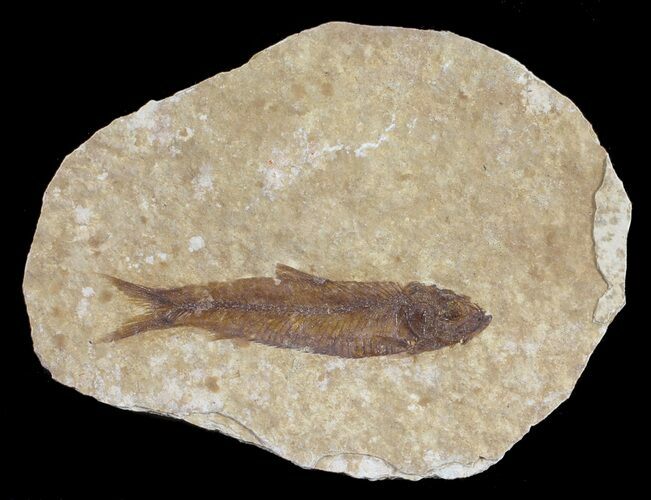 Detailed, Knightia Fossil Fish - Wyoming #53880